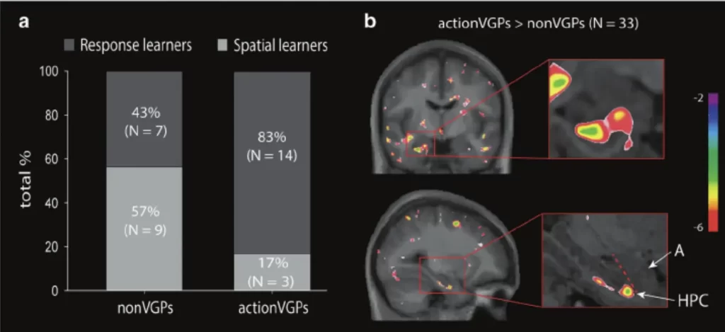 Graph showing strategy used by video gamers and non-video gamers as well as the impact of playing video games on grey matter of the brain