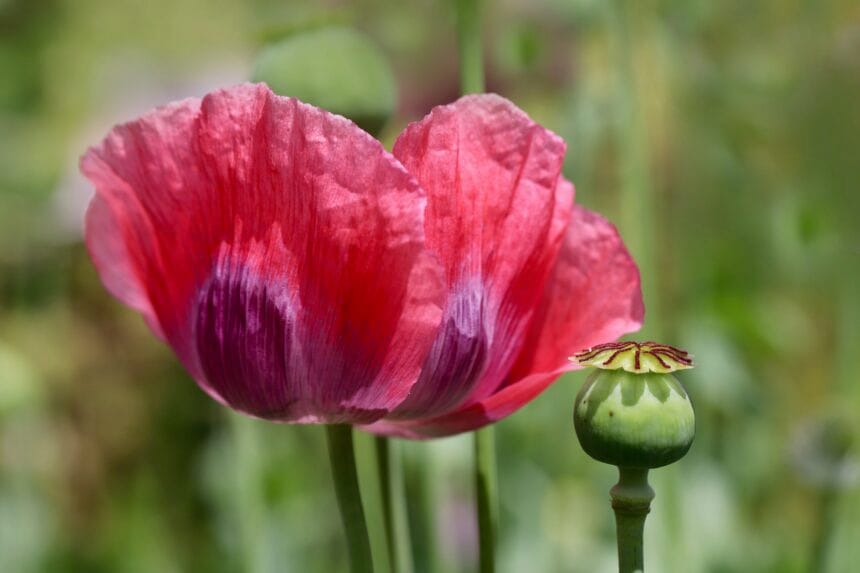 The Opium Wars: Trade, Empire, and the War That Followed