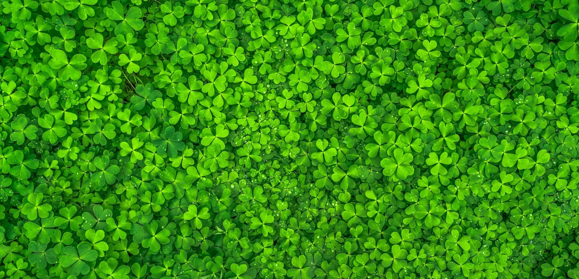 Why Are Shamrocks Lucky? Fun Facts & History for Curious Kids! 🍀