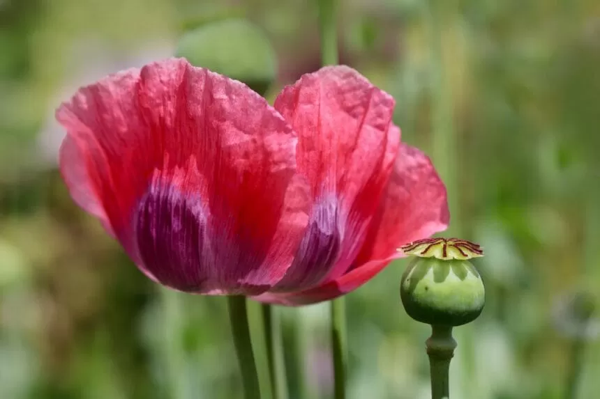The Opium Wars: Trade, Empire, and the War That Followed